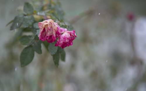 : November roses