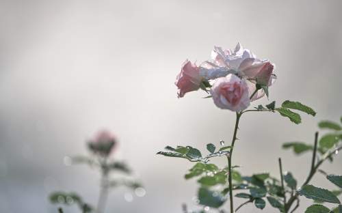 : Roses in the mist