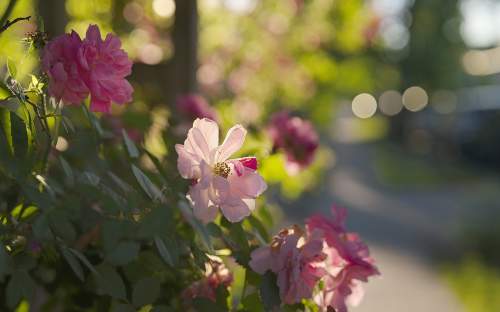 : Peonies line the sidewalk