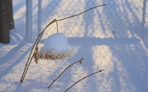 : Hydrangea at the garden gate