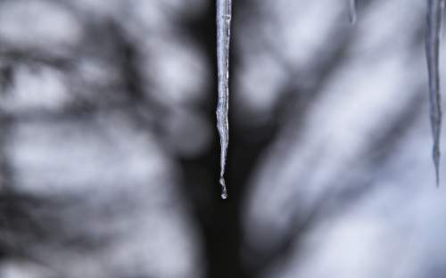 : Icicle in relief against the backyard ginkgo